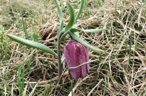 fritilaire