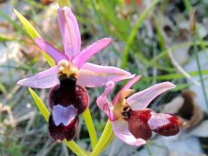 ophrys de la Drôme