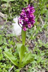 orchis mâle