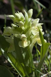 orchis sureau blanche