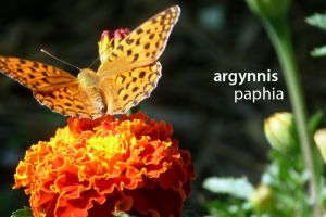 papillonArgynnisPaphia473©JPB