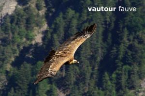 vautour1141AspresW