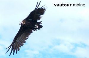 vautourMoine0921bague©MT